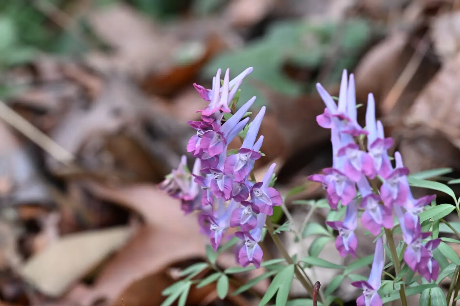 延胡索 (Corydalis yanhusuo) — 更多视角