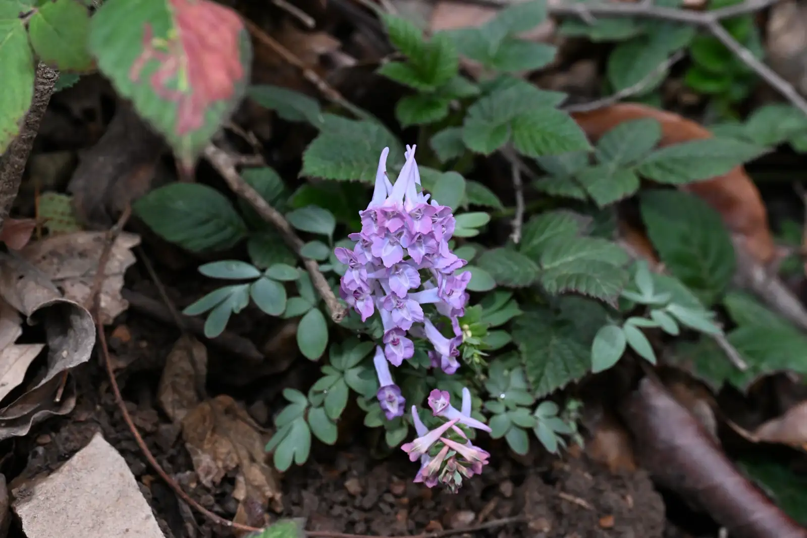 延胡索 (Corydalis yanhusuo) — 更多视角