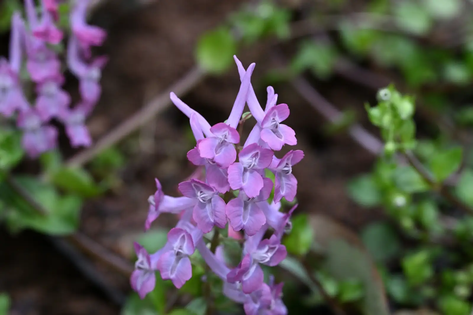 延胡索 (Corydalis yanhusuo) — 细节