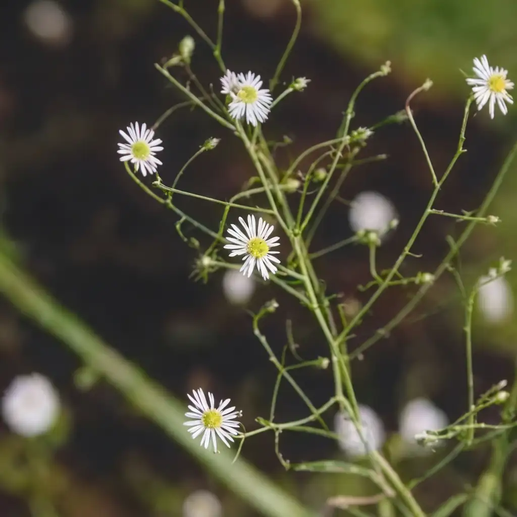 钻叶紫菀 (Aster subulatus) — 主图