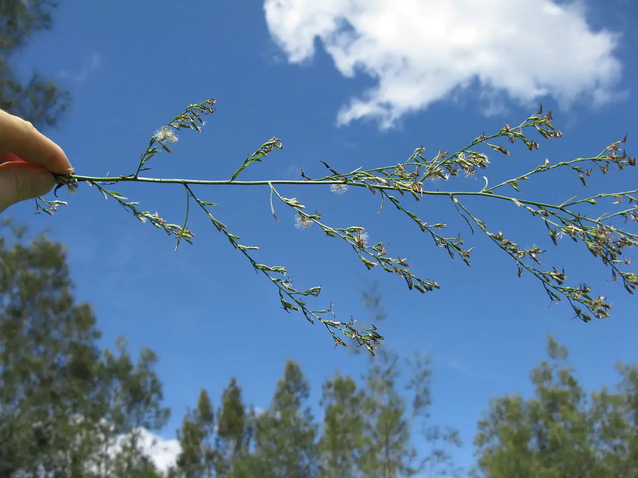 钻叶紫菀 (Aster subulatus) — 特写