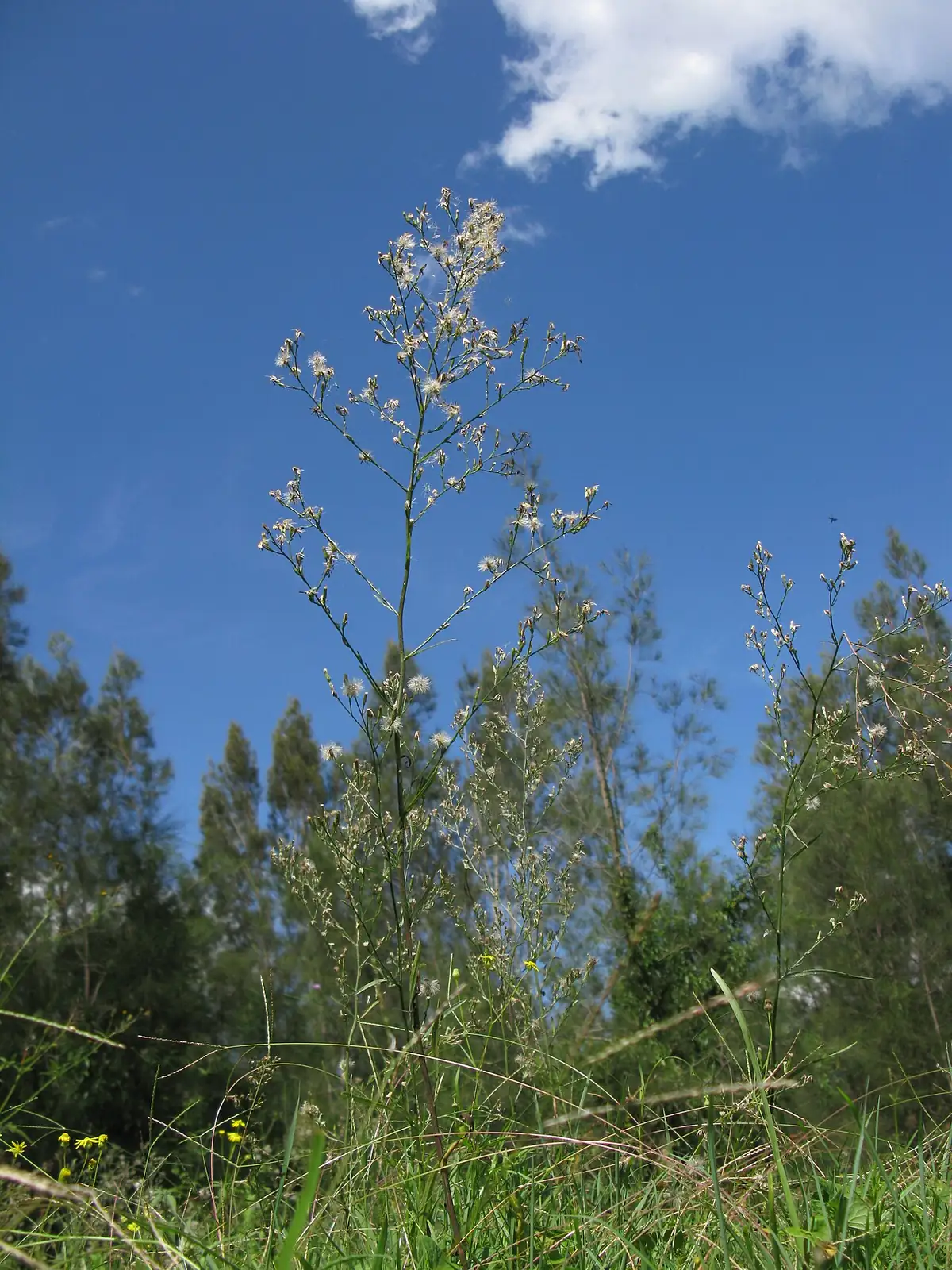 钻叶紫菀 (Aster subulatus) — 环境展示