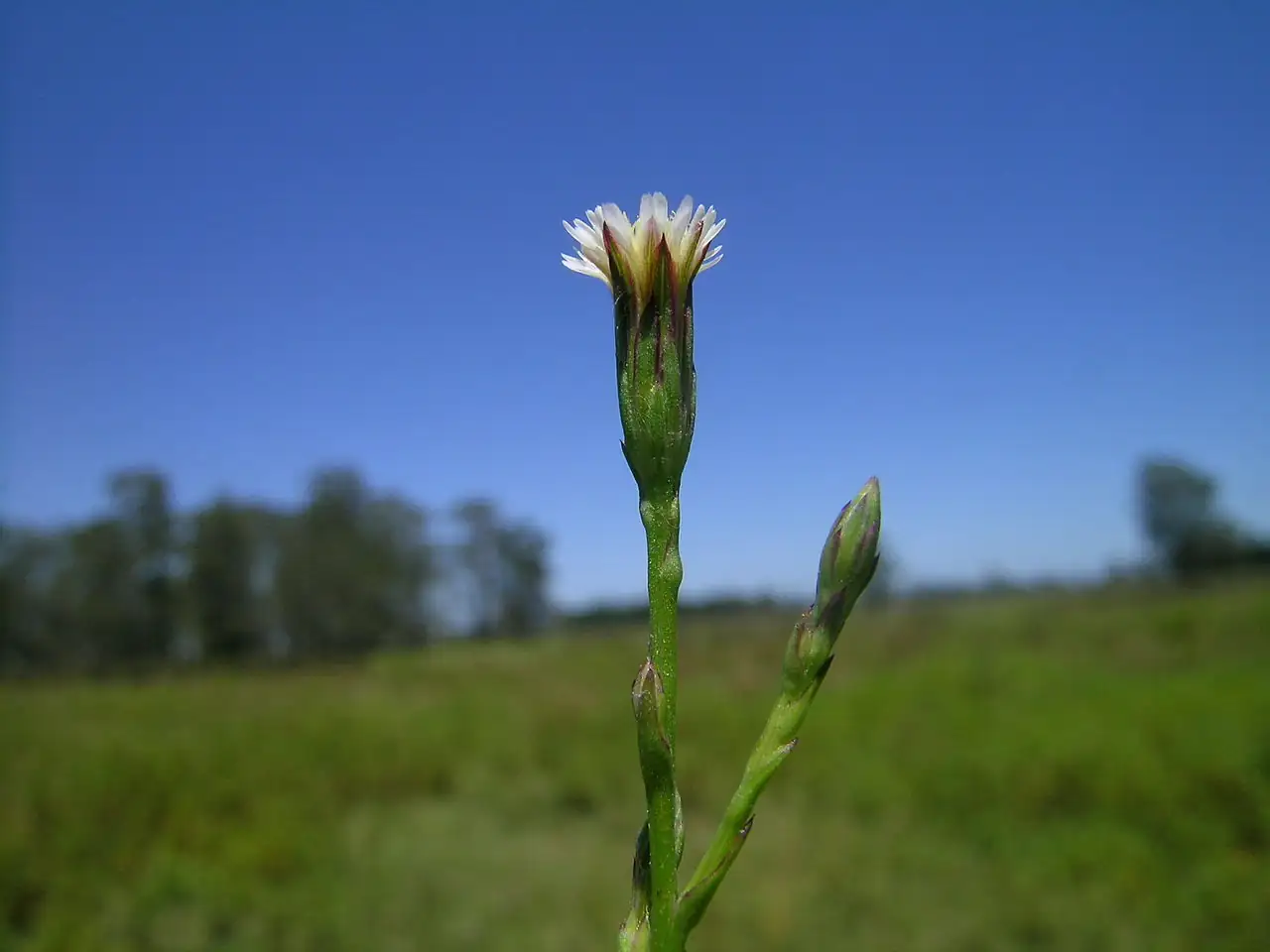 钻叶紫菀 (Aster subulatus) — 更多视角