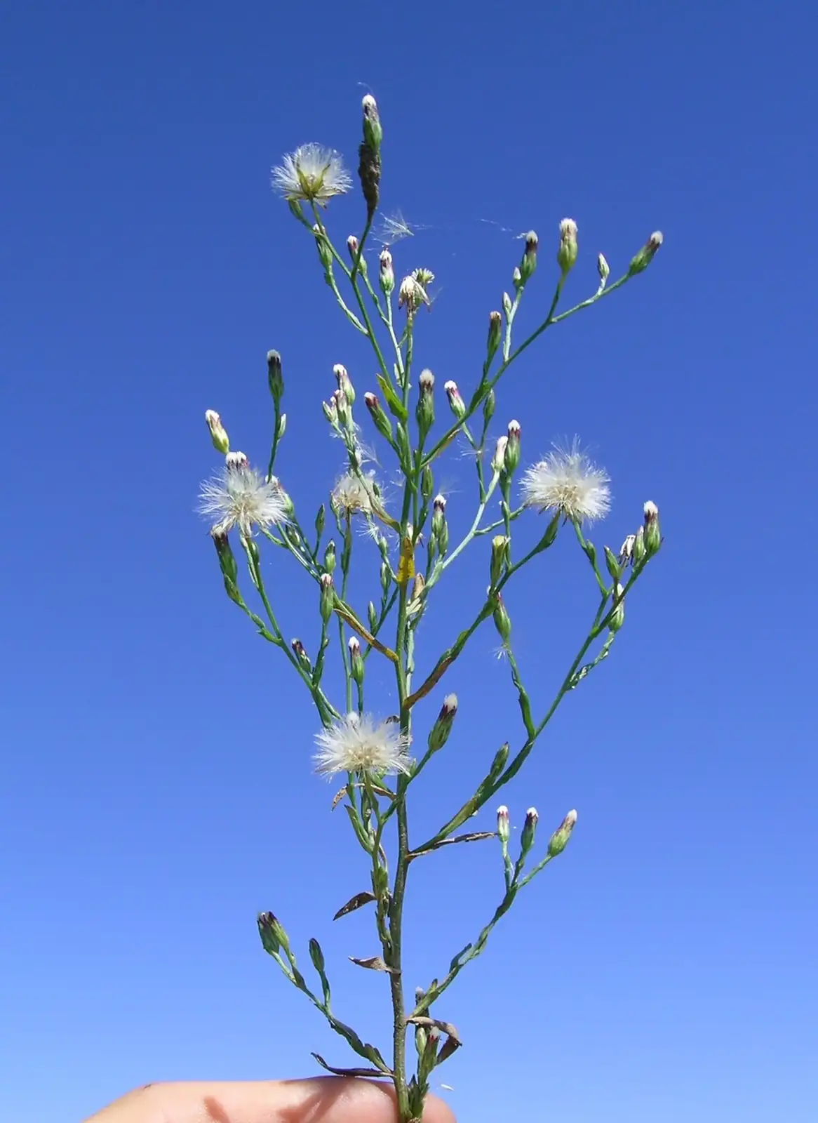 钻叶紫菀 (Aster subulatus) — 更多视角