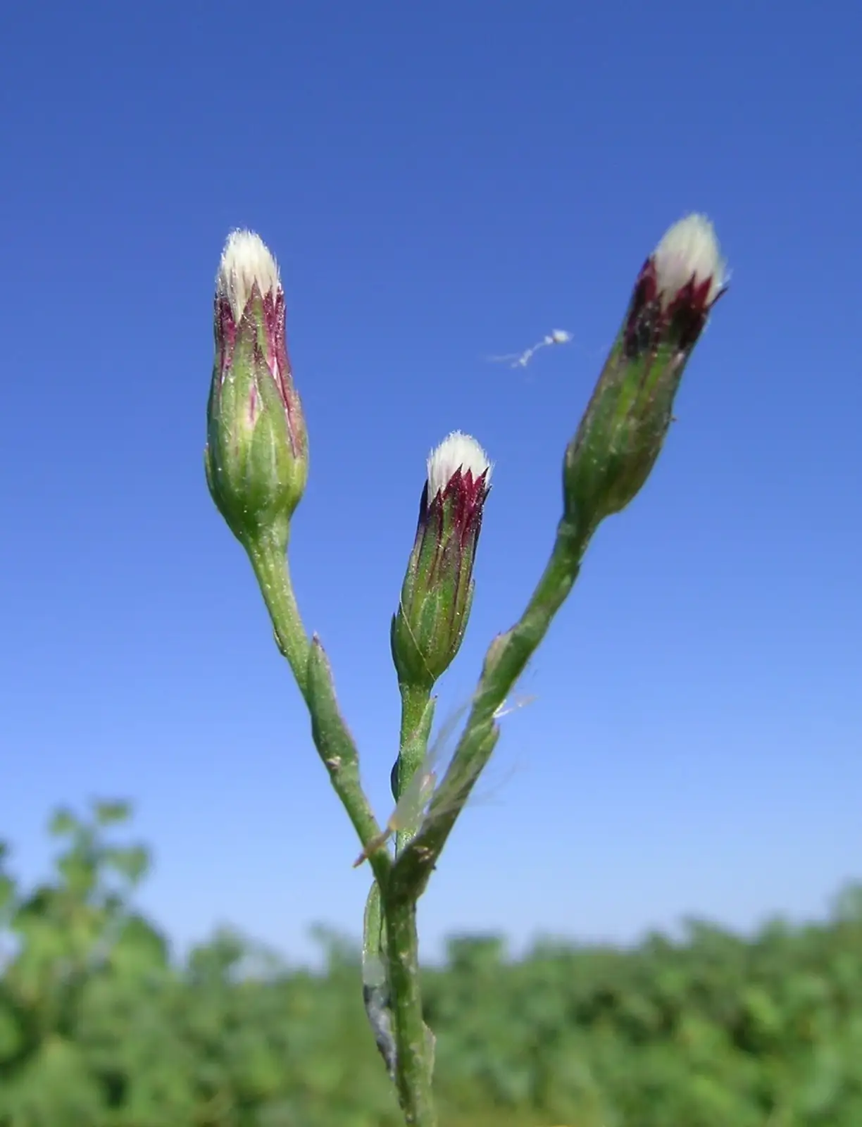 钻叶紫菀 (Aster subulatus) — 更多视角