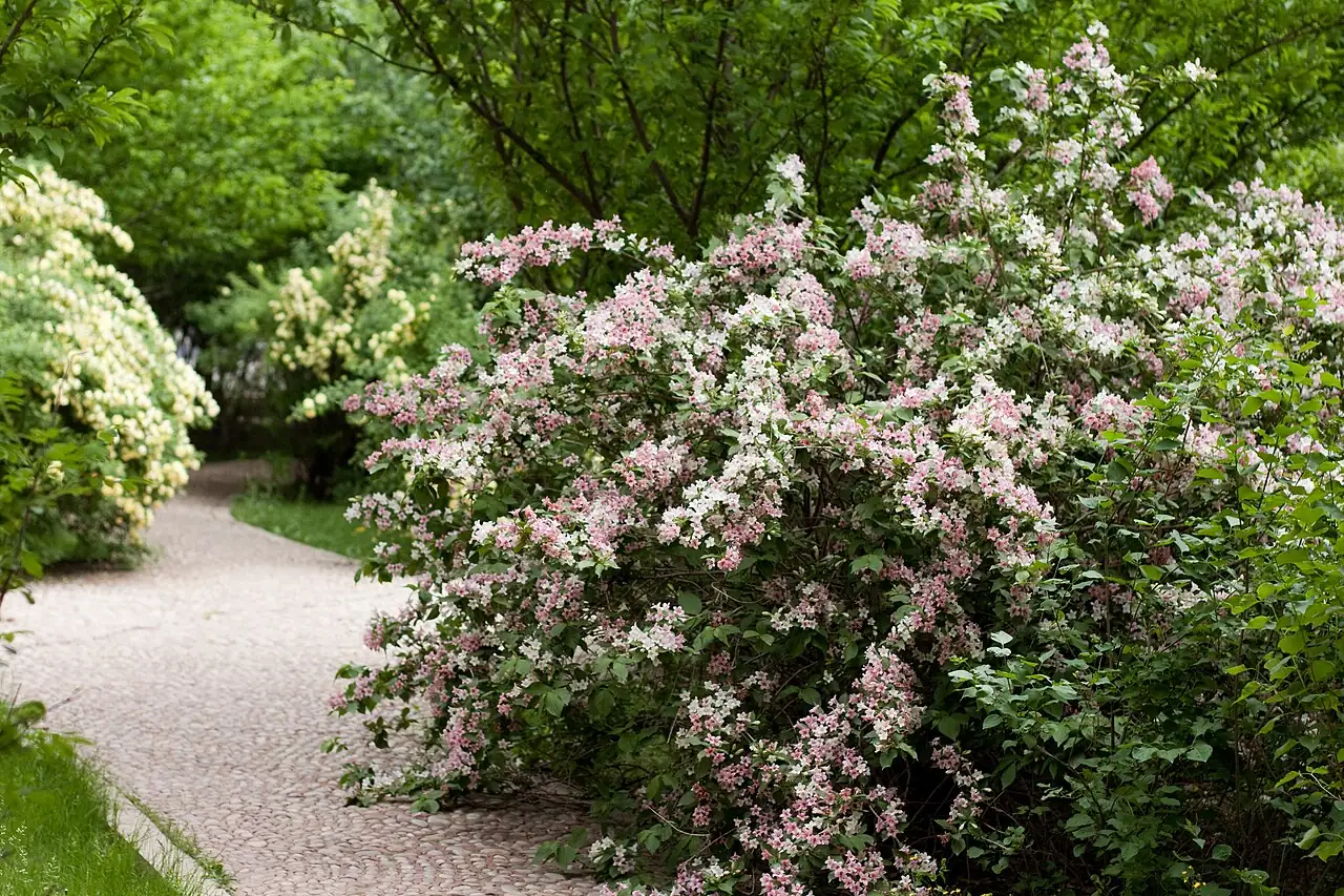 锦带花 (Weigela florida) — 环境展示