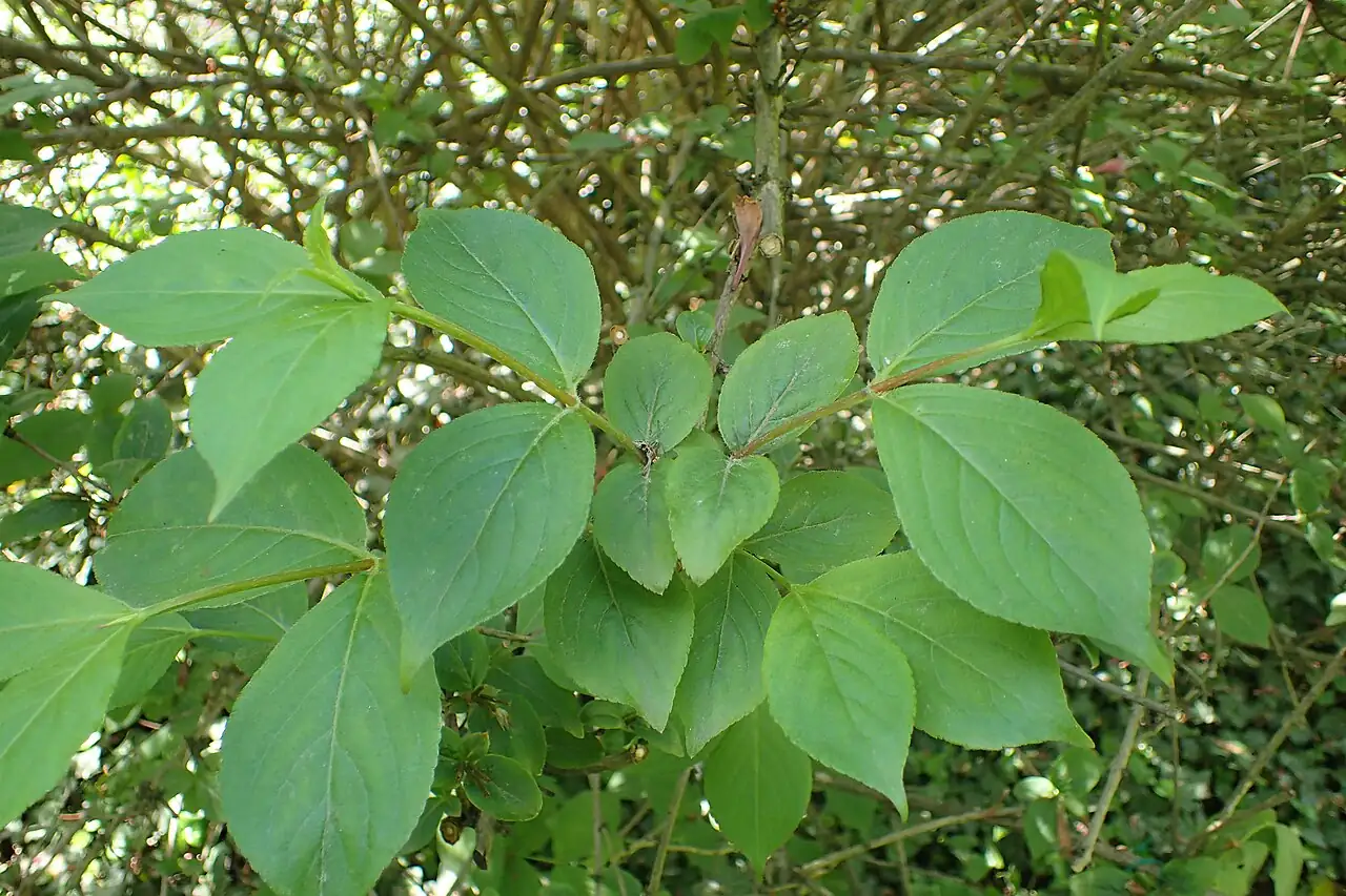 锦带花 (Weigela florida) — 更多视角