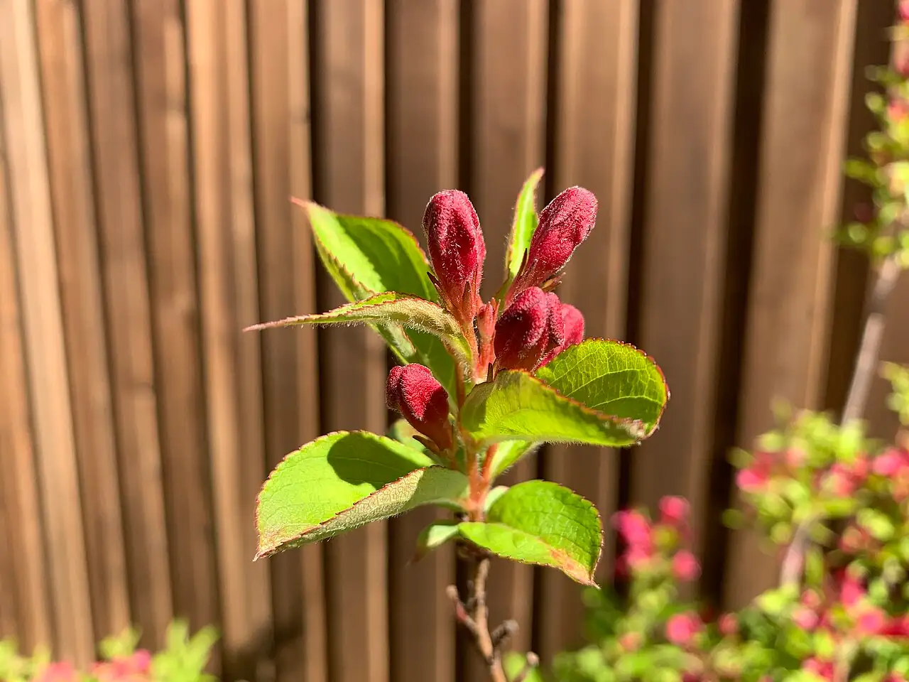 锦带花 (Weigela florida) — 更多视角