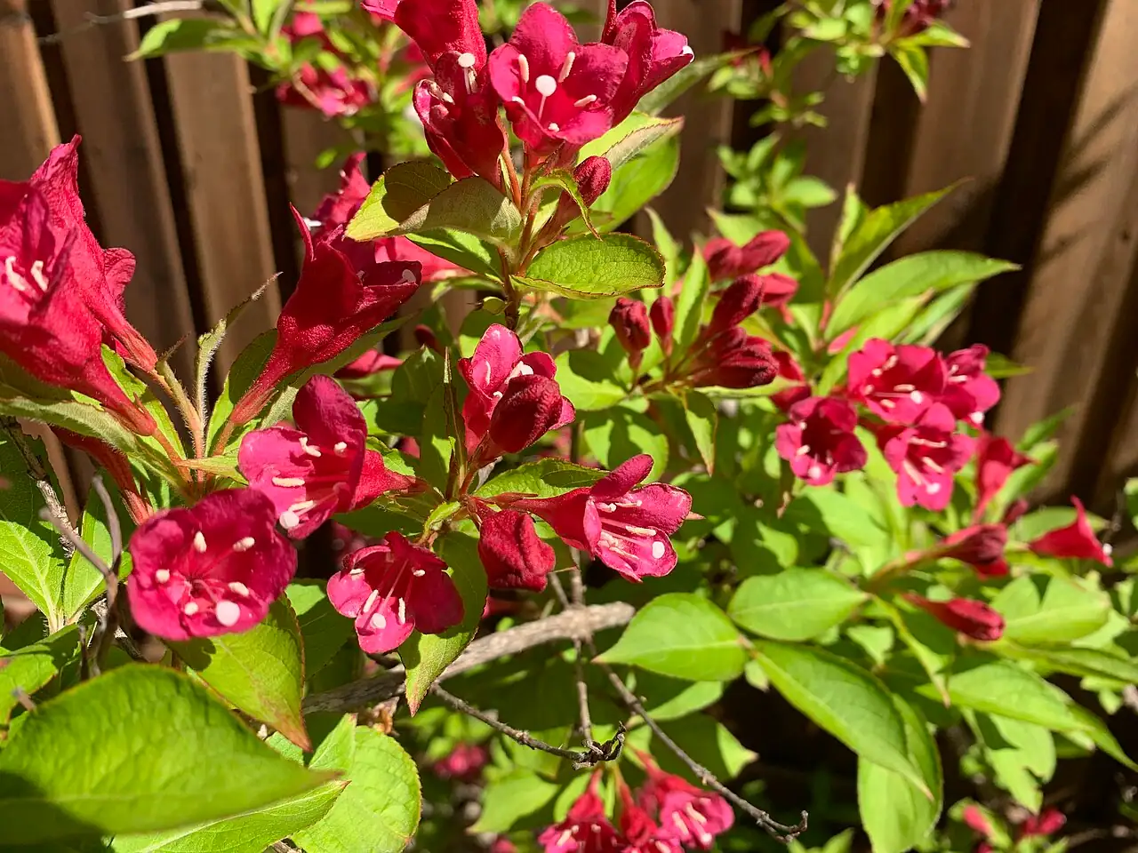 锦带花 (Weigela florida) — 更多视角