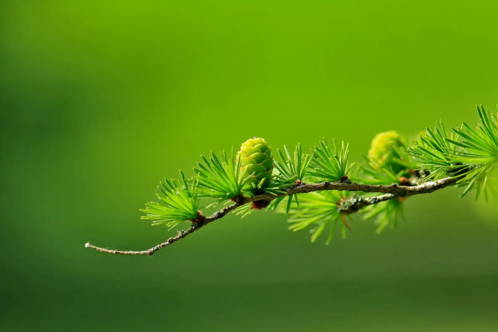 银缕梅 (Shaniodendron subaequale) — 细节