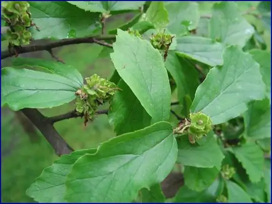 银缕梅 (Shaniodendron subaequale) — 更多视角