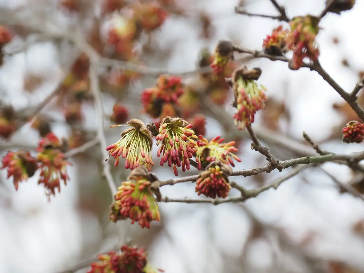 银缕梅 (Shaniodendron subaequale) — 特写