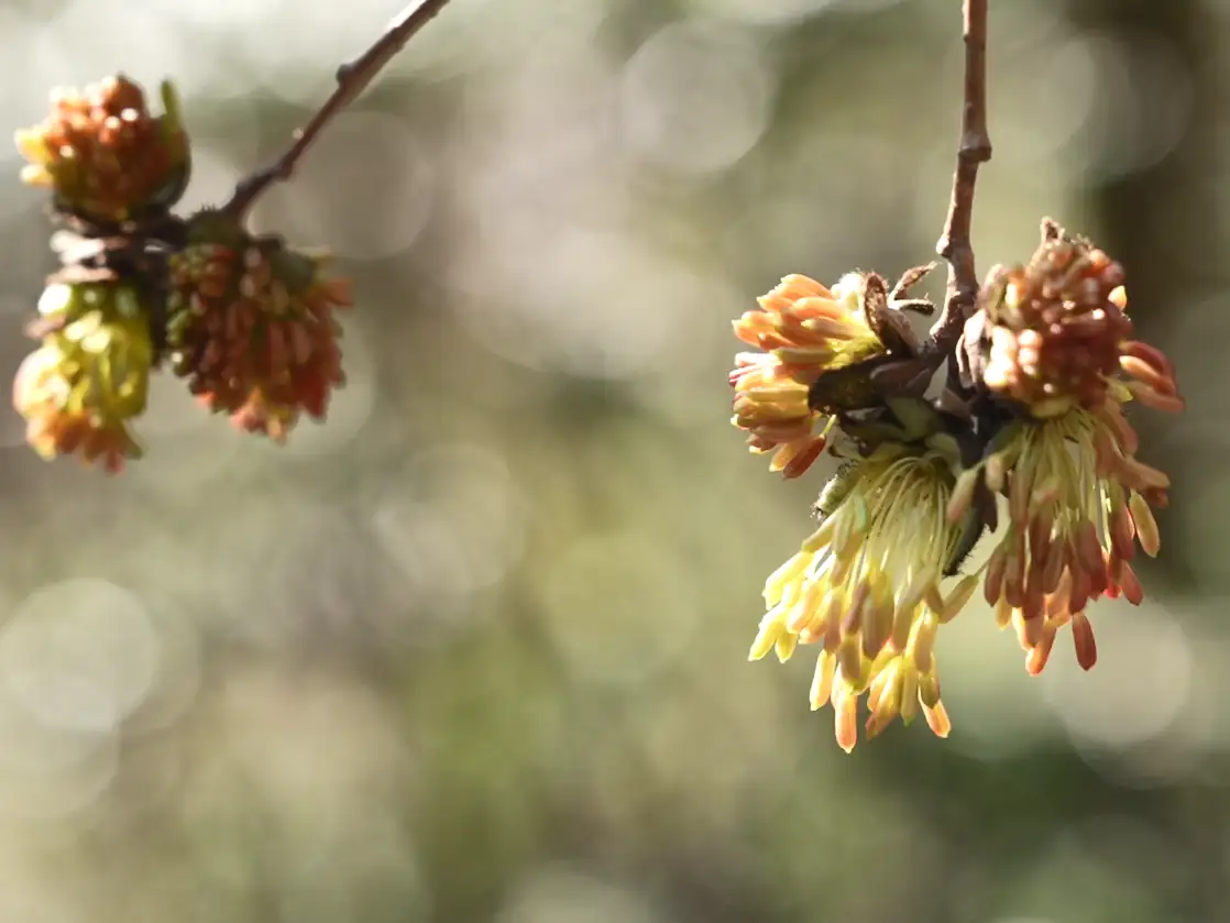 银缕梅 (Shaniodendron subaequale) — 环境展示