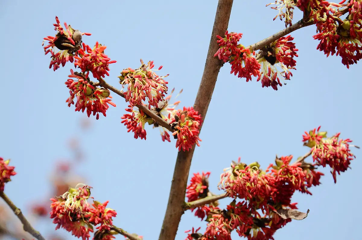银缕梅 (Shaniodendron subaequale) — 主图
