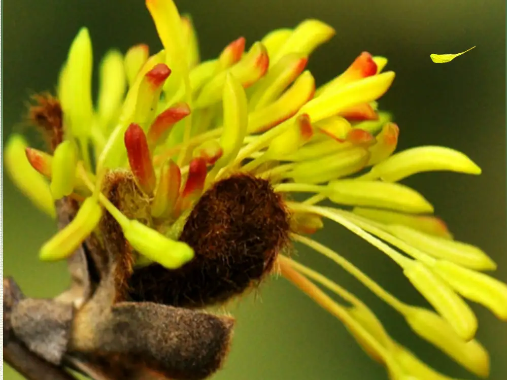 银缕梅 (Shaniodendron subaequale) — 更多视角