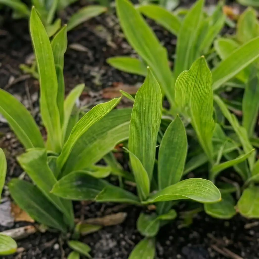 苦苣菜 (Sonchus wightianus) — 更多视角