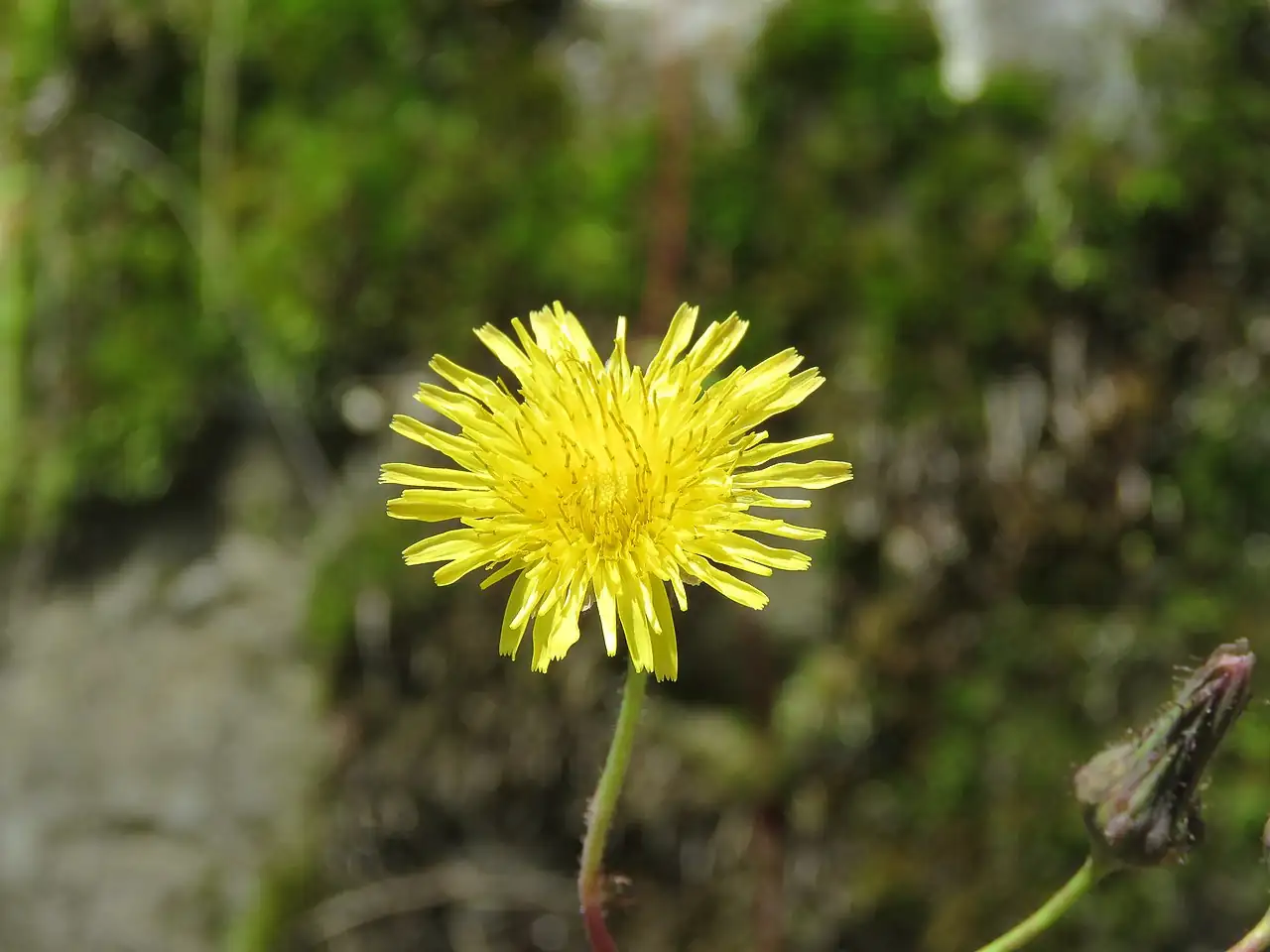 苦苣菜 (Sonchus wightianus) — 主图