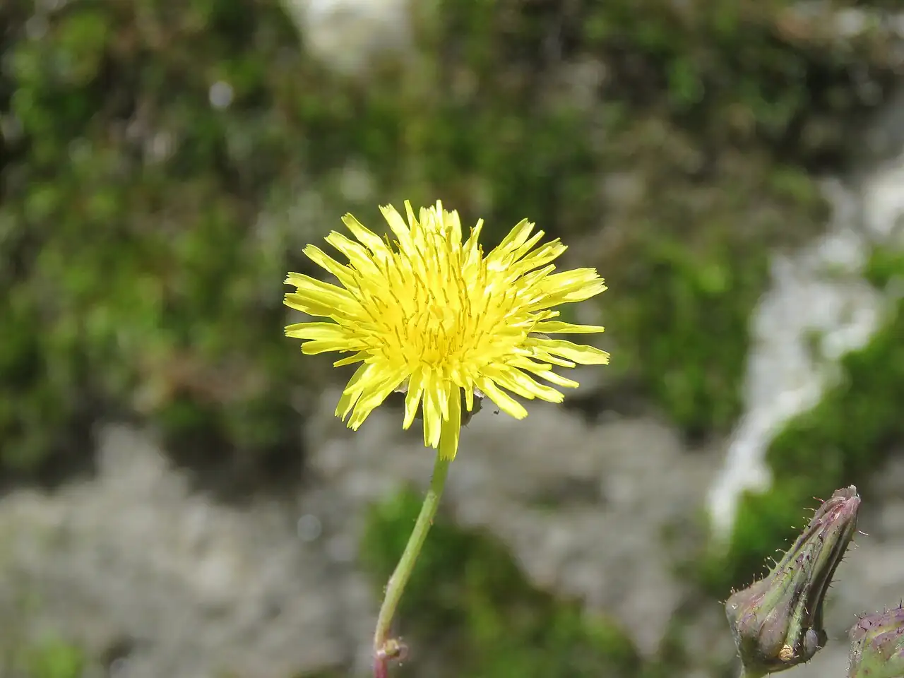苦苣菜 (Sonchus wightianus) — 细节