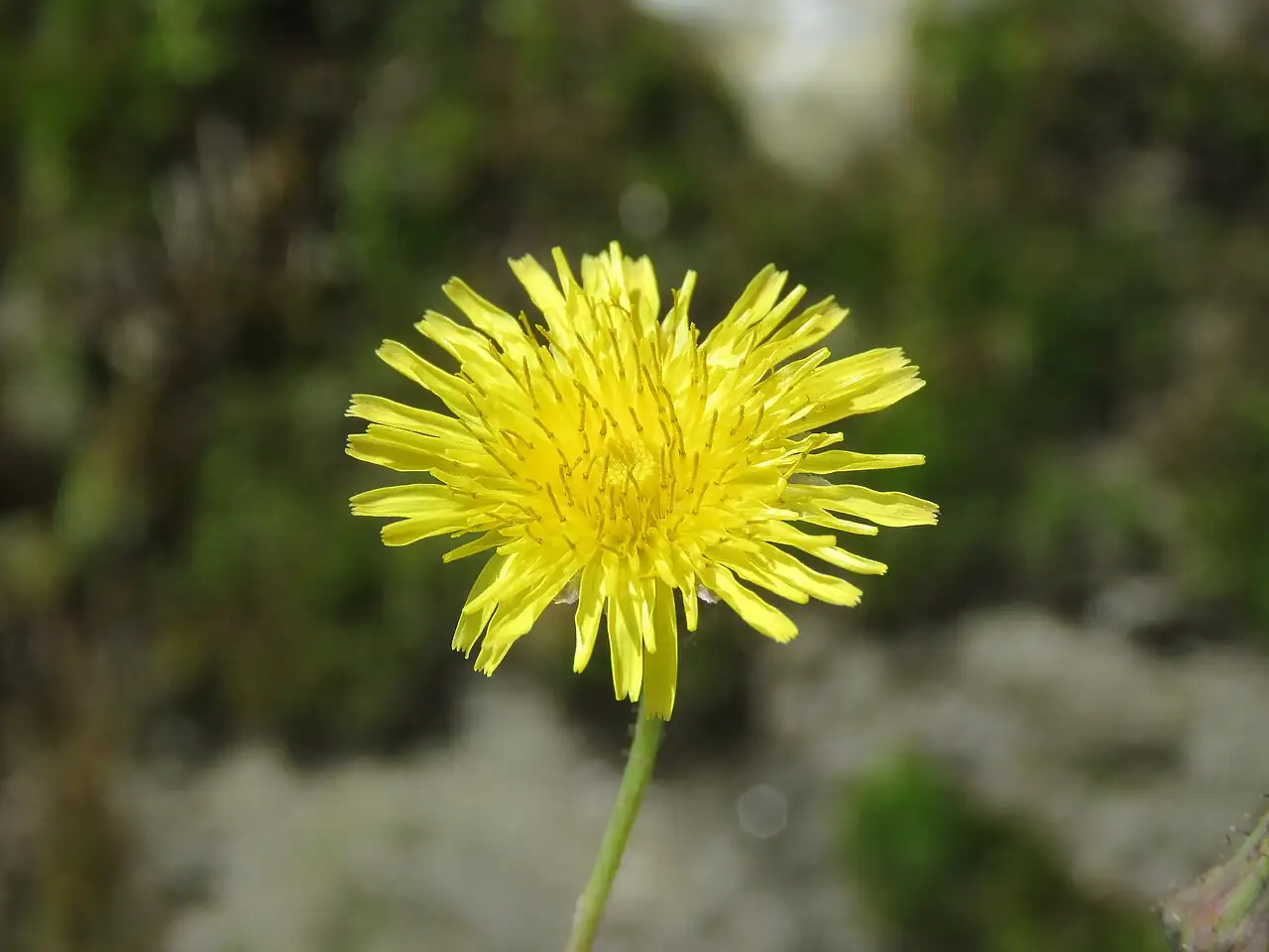 苦苣菜 (Sonchus wightianus) — 特写