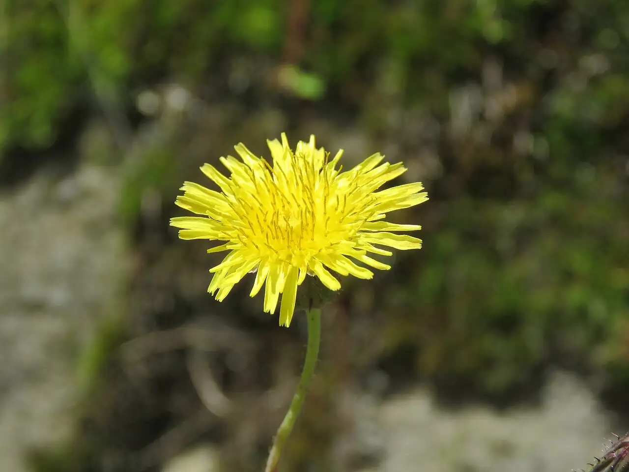 苦苣菜 (Sonchus wightianus) — 环境展示