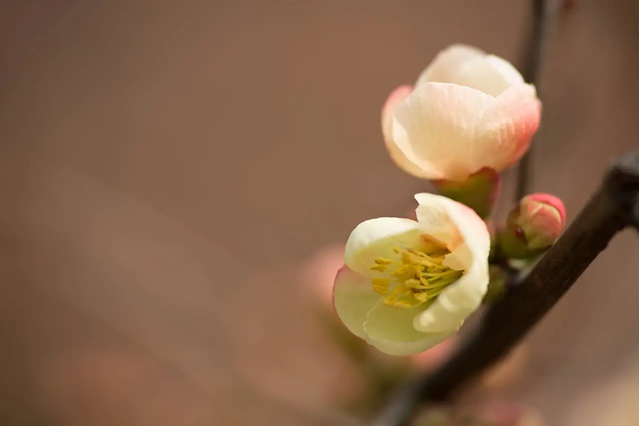 贴梗海棠 (Chaenomeles speciosa) — 特写