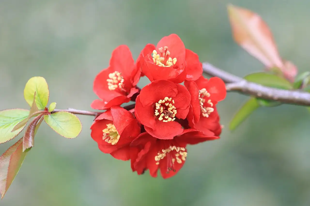 贴梗海棠 (Chaenomeles speciosa) — 环境展示
