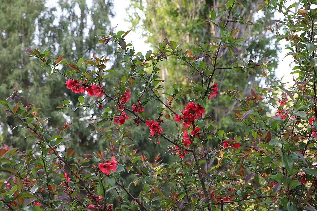 贴梗海棠 (Chaenomeles speciosa) — 更多视角