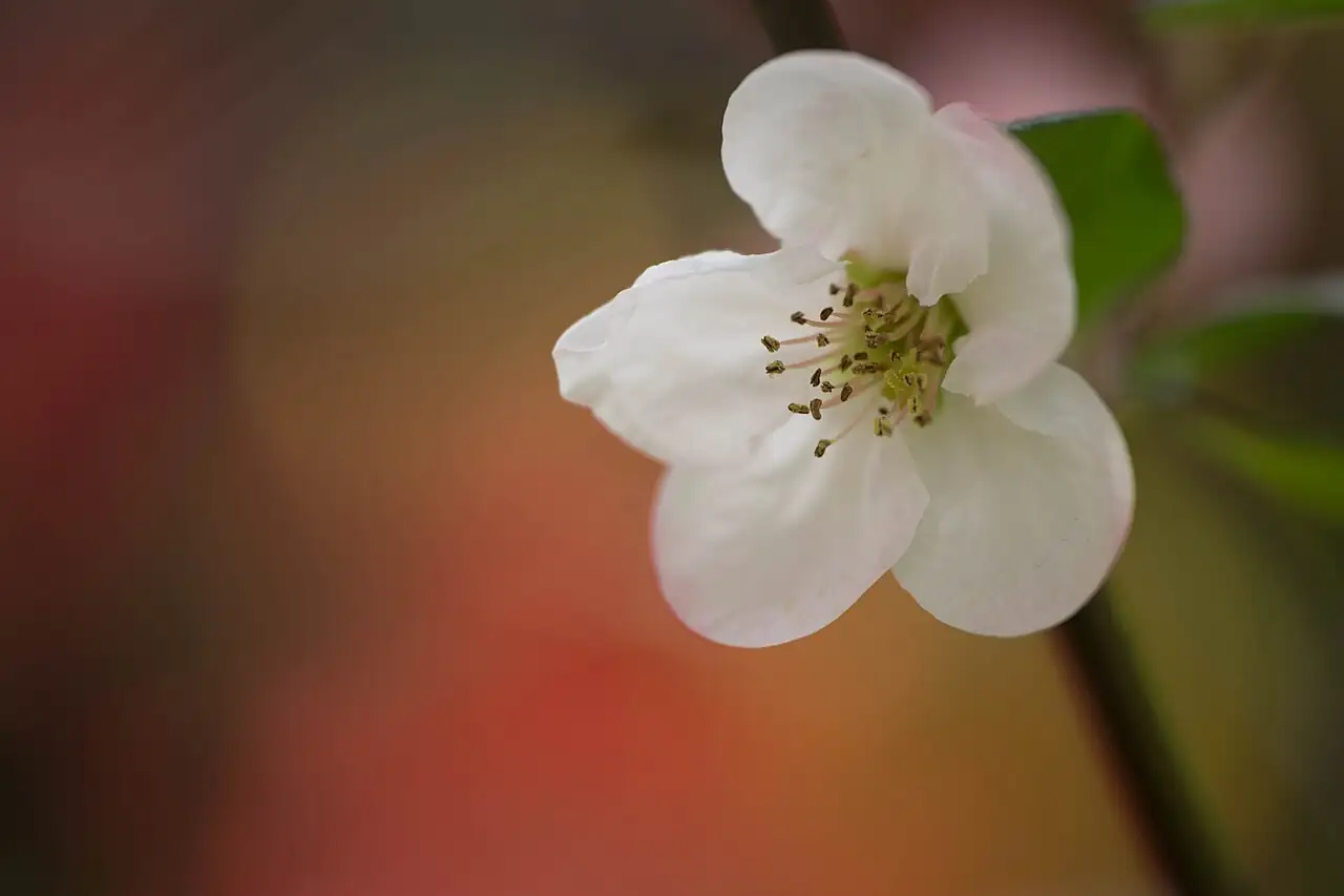 贴梗海棠 (Chaenomeles speciosa) — 更多视角