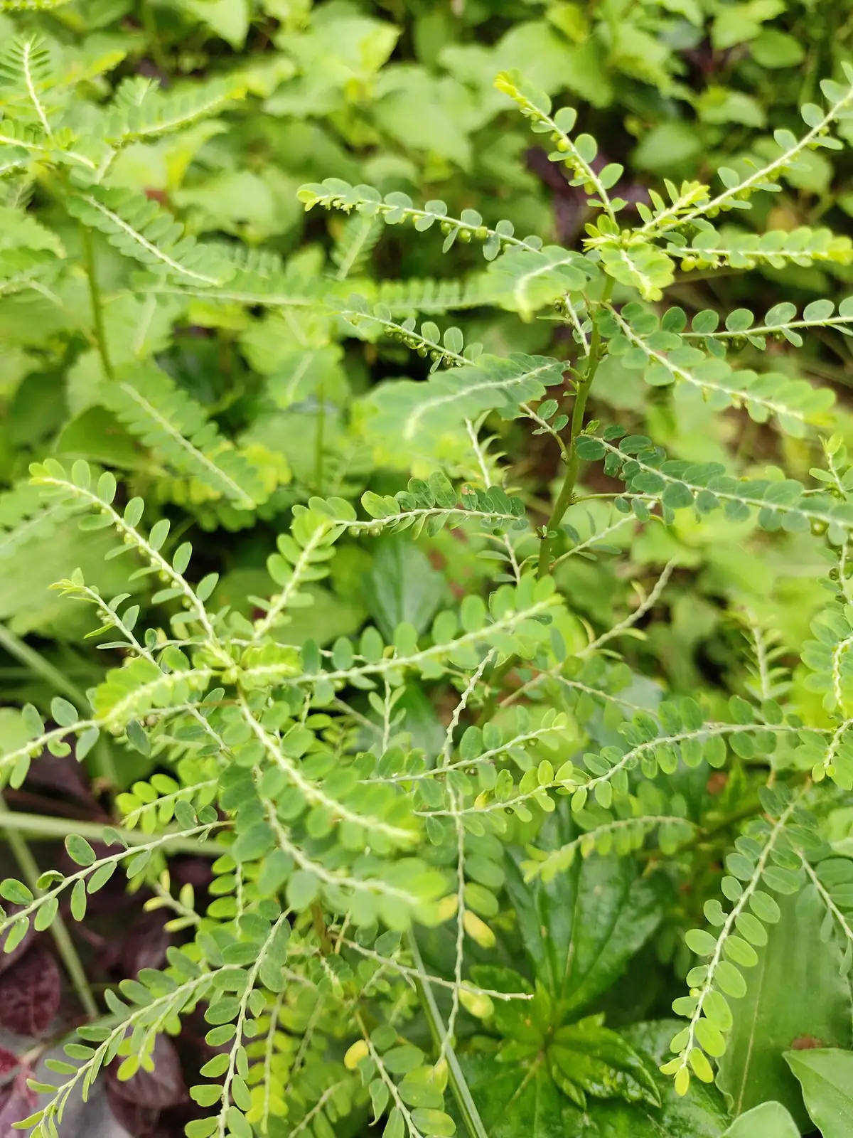 叶下珠 (Phyllanthus urinaria) — 更多视角