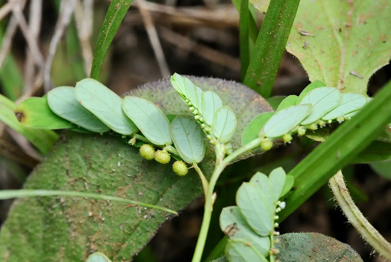 叶下珠 (Phyllanthus urinaria) — 细节