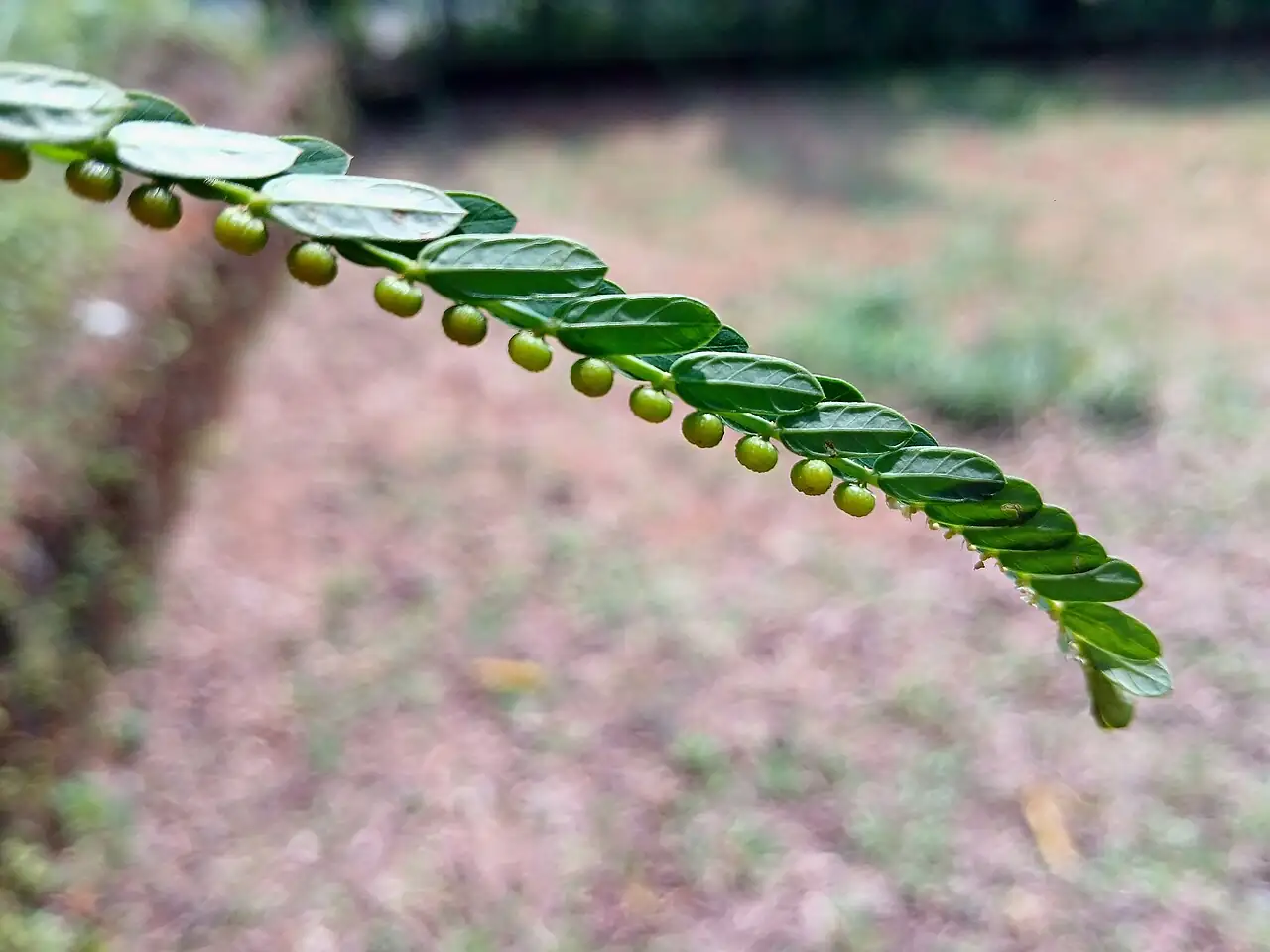 叶下珠 (Phyllanthus urinaria) — 特写