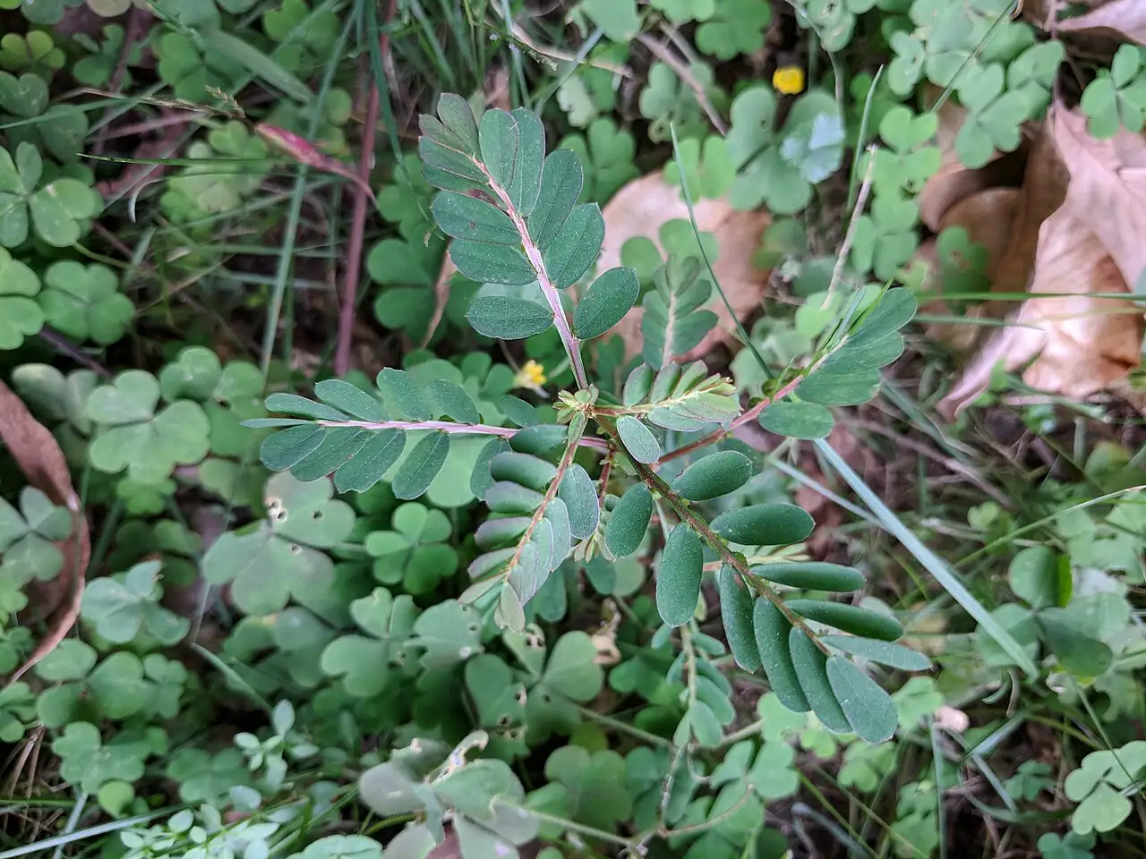 叶下珠 (Phyllanthus urinaria) — 更多视角