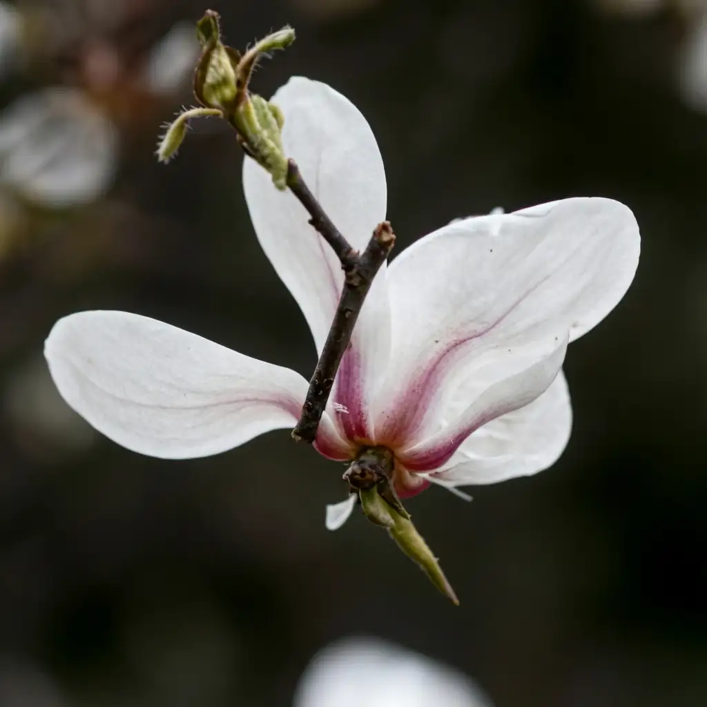 望春玉兰 (Magnolia biondii) — 特写