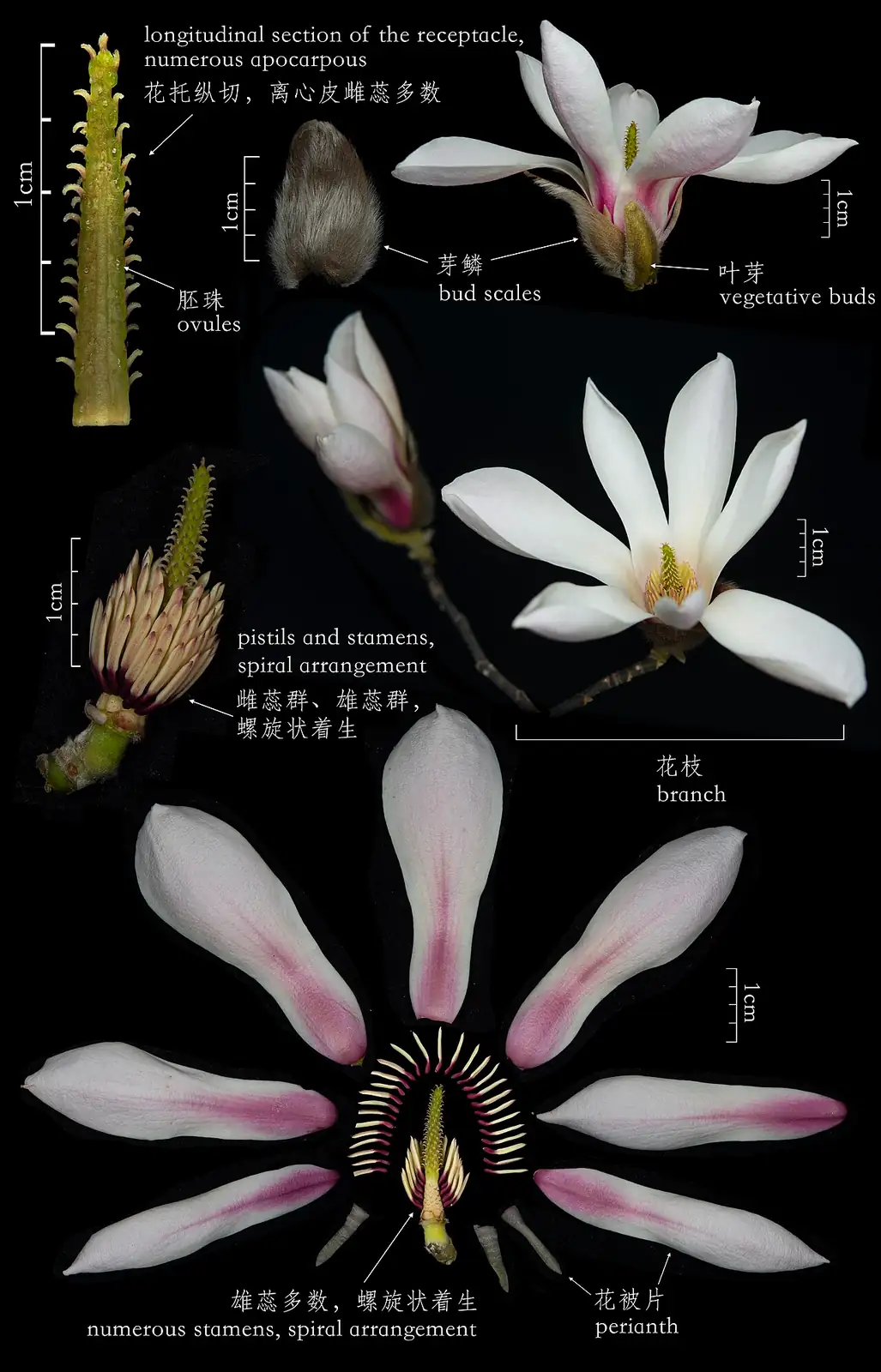 望春玉兰 (Magnolia biondii) — 更多视角