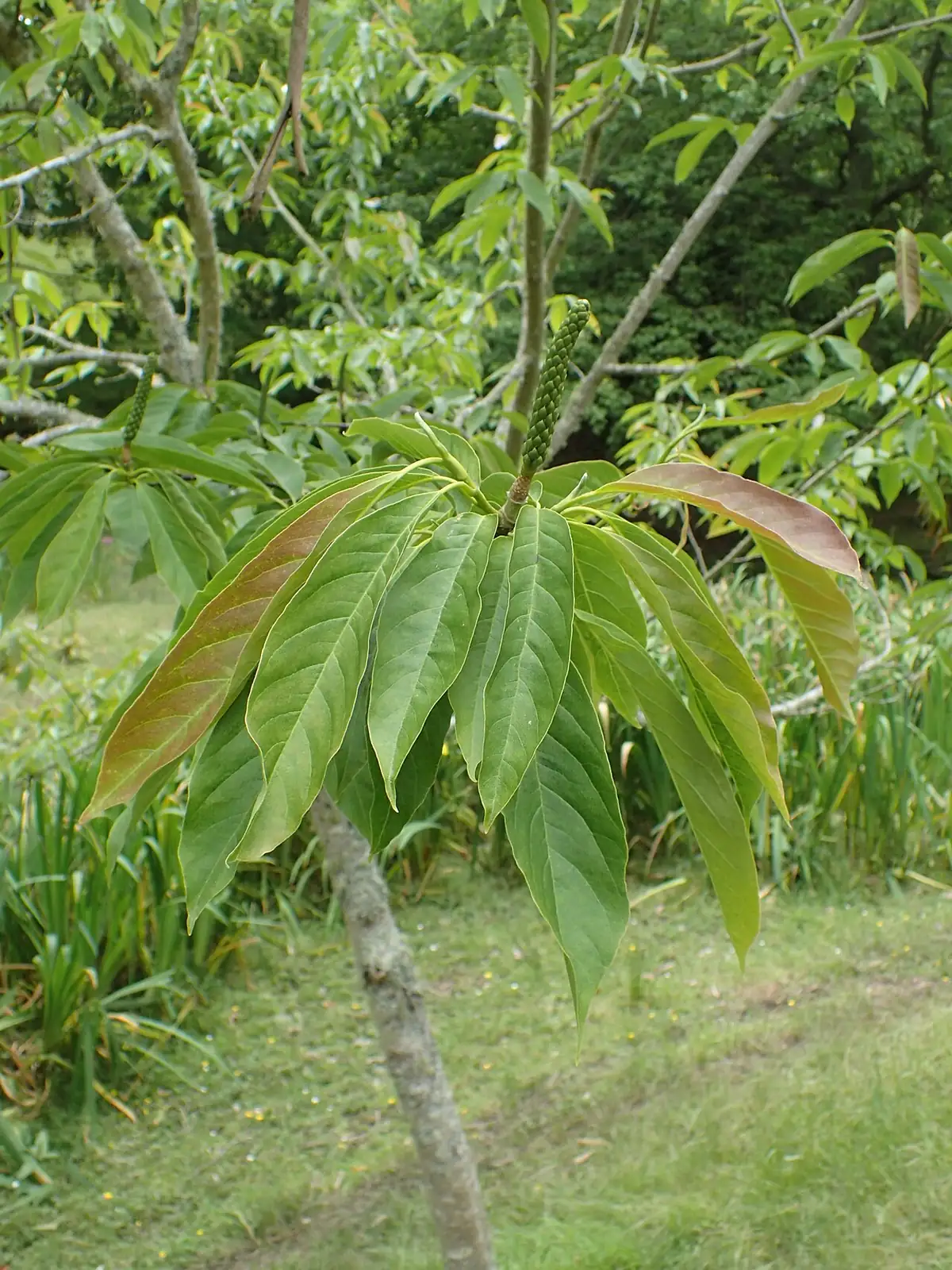 望春玉兰 (Magnolia biondii) — 环境展示