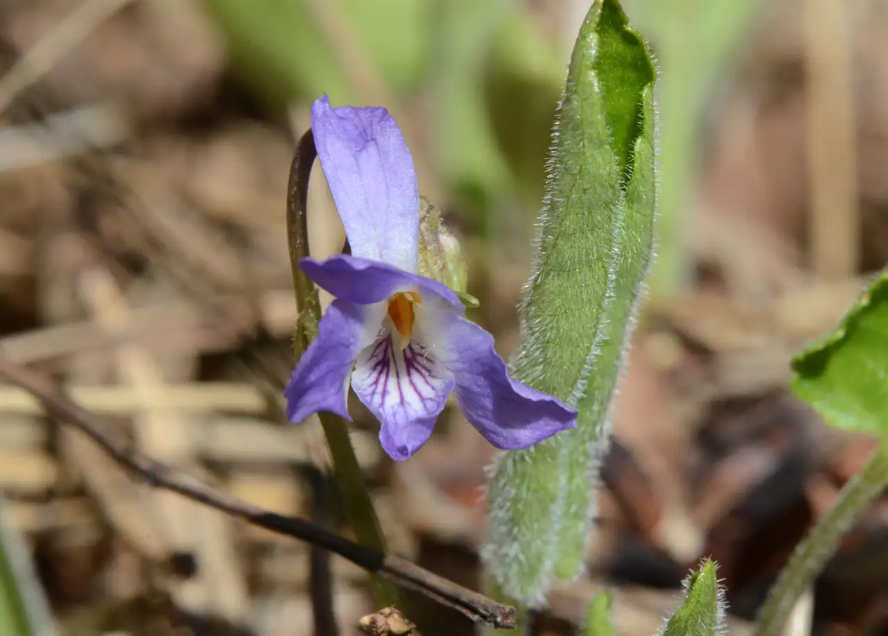 球果堇菜 (Viola collina) — 细节