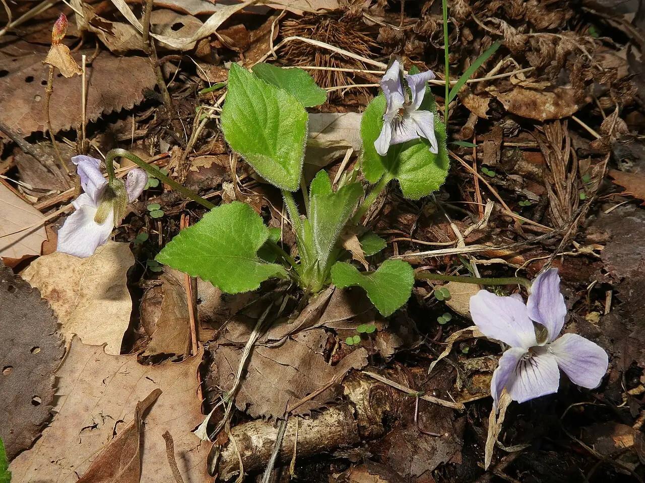 球果堇菜 (Viola collina) — 特写