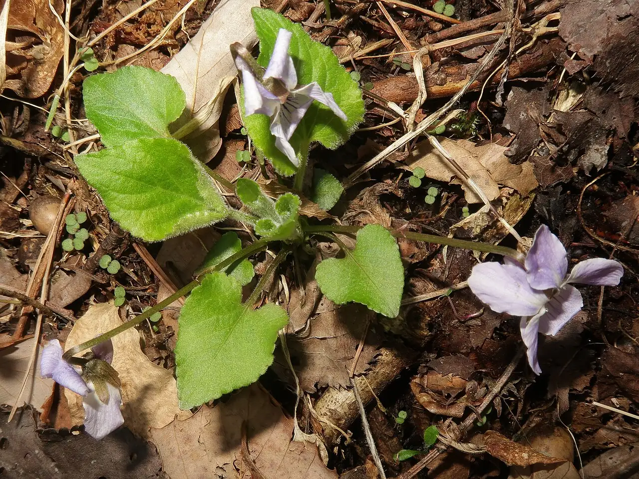 球果堇菜 (Viola collina) — 环境展示