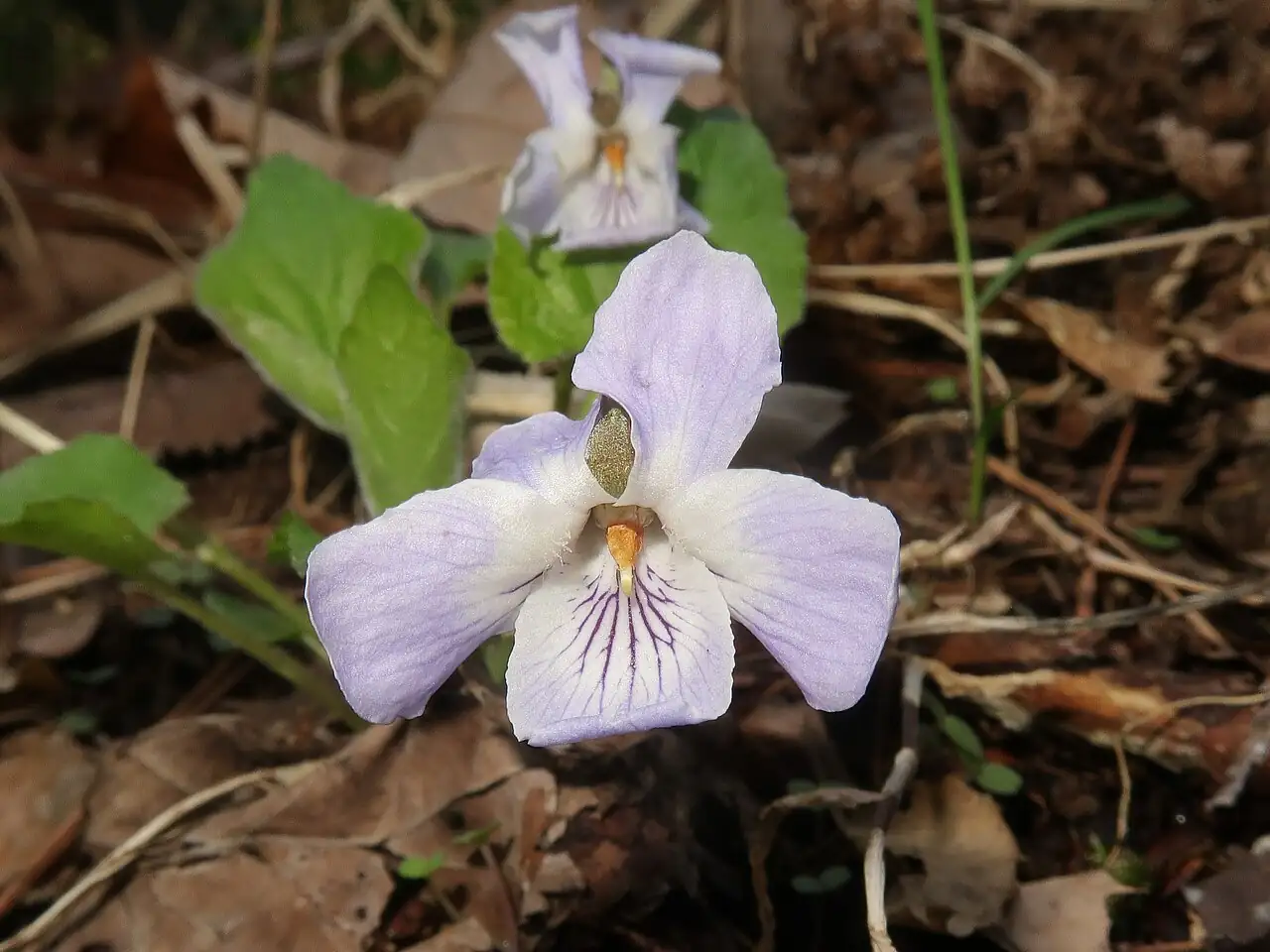 球果堇菜 (Viola collina) — 更多视角