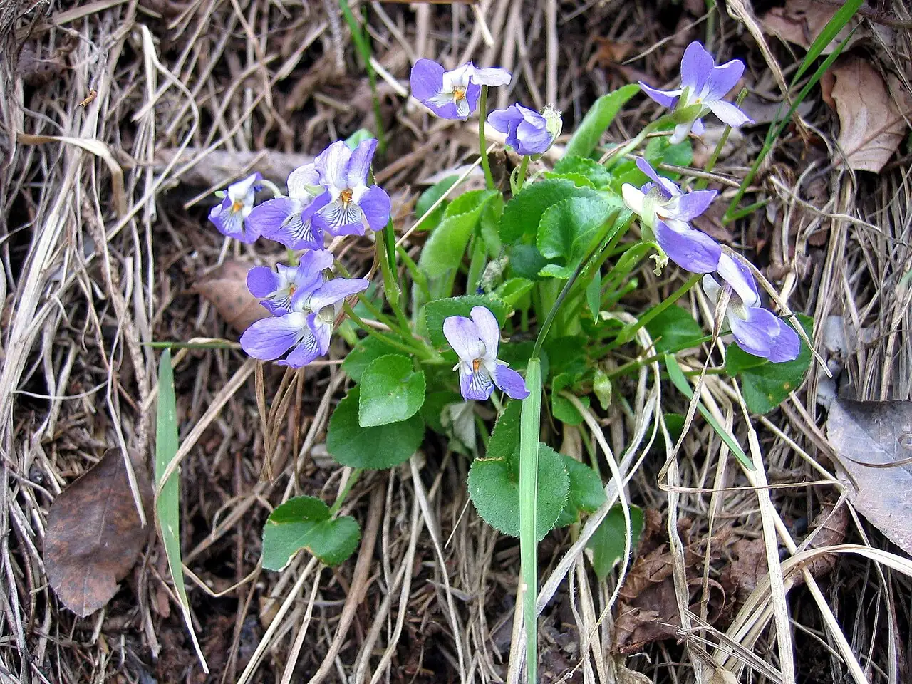 球果堇菜 (Viola collina) — 主图