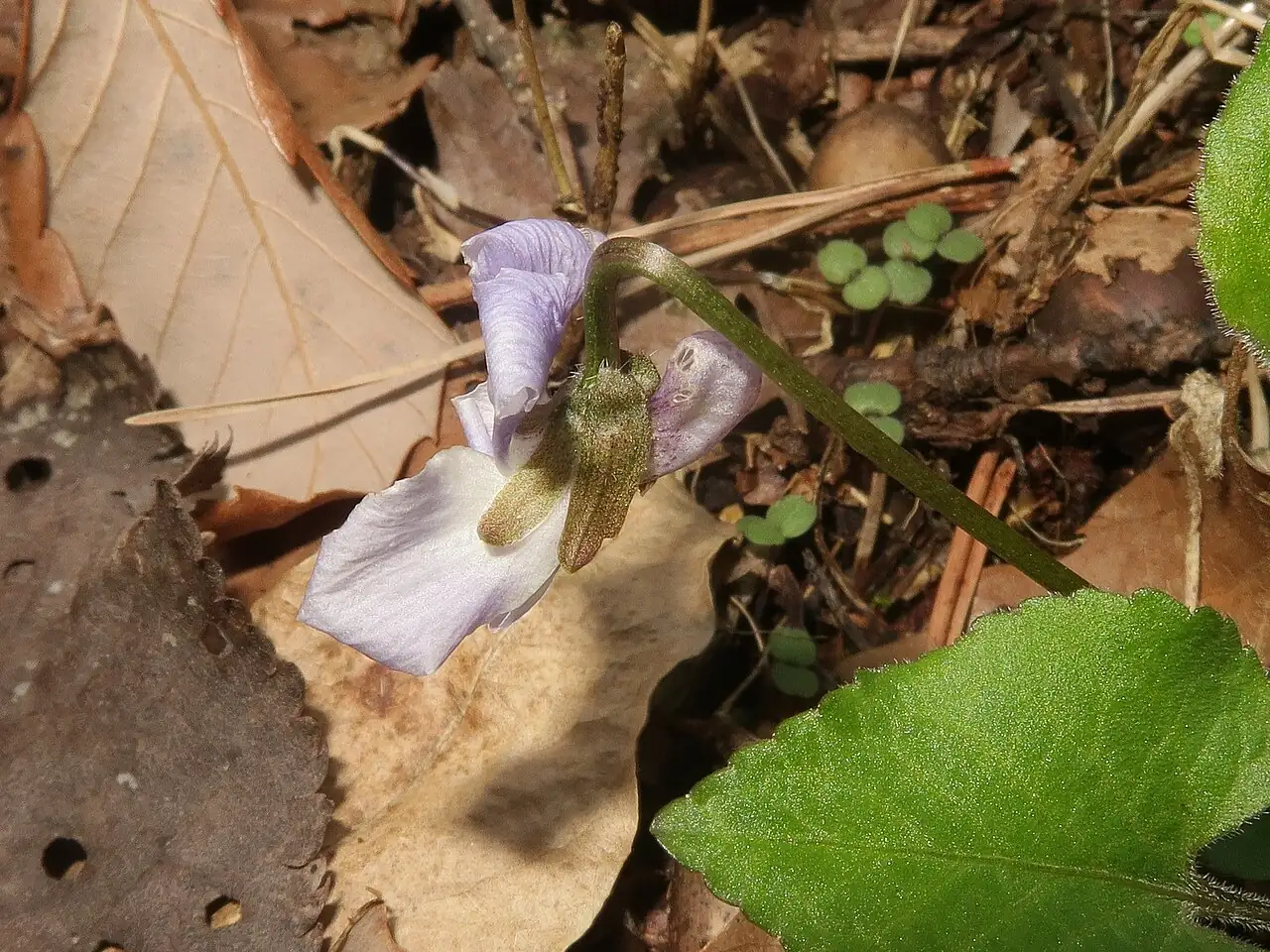 球果堇菜 (Viola collina) — 更多视角