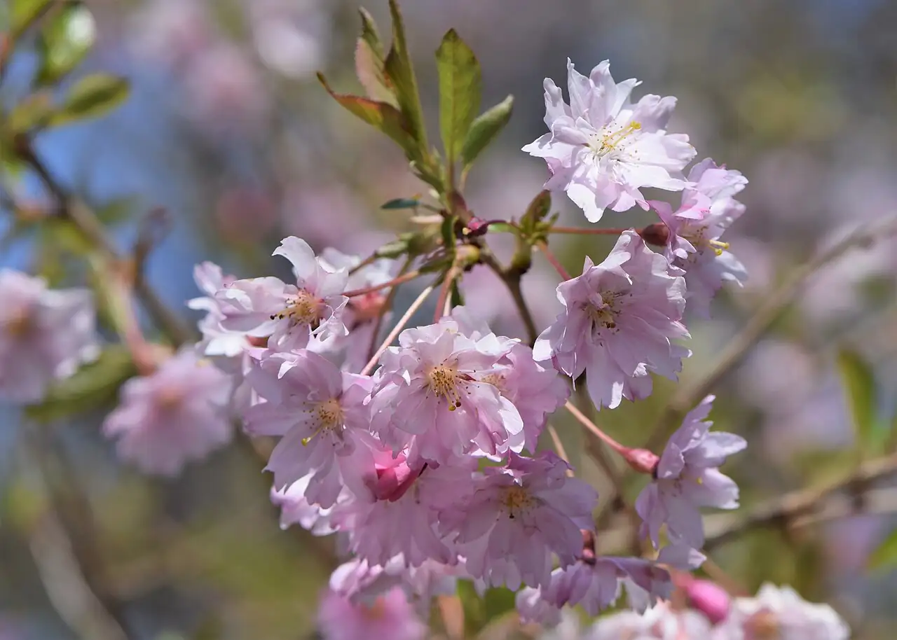 大叶早樱 (Prunus subhirtella) — 更多视角