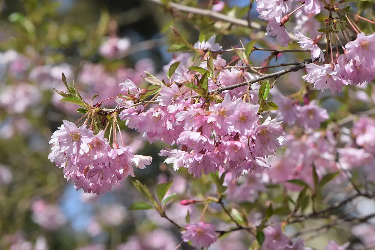 大叶早樱 (Prunus subhirtella) — 更多视角