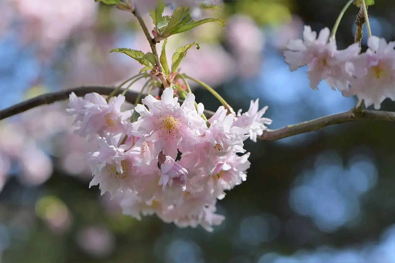 大叶早樱 (Prunus subhirtella) — 更多视角