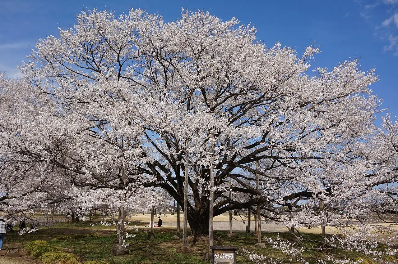 大叶早樱 (Prunus subhirtella) — 细节