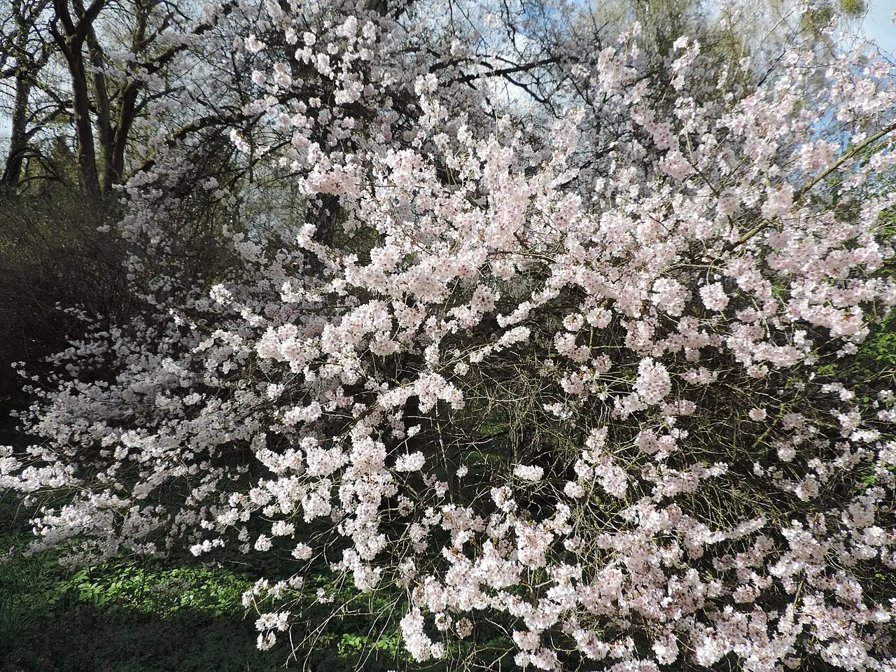 大叶早樱 (Prunus subhirtella) — 特写