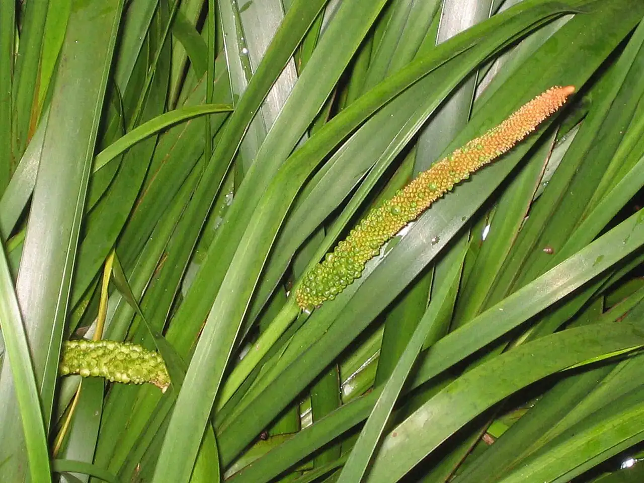 石菖蒲 (Acorus tatarinowii) — 更多视角