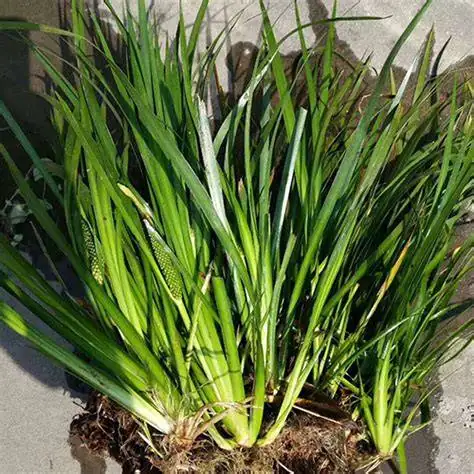 石菖蒲 (Acorus tatarinowii) — 更多视角