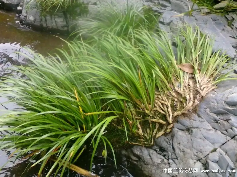 石菖蒲 (Acorus tatarinowii) — 更多视角