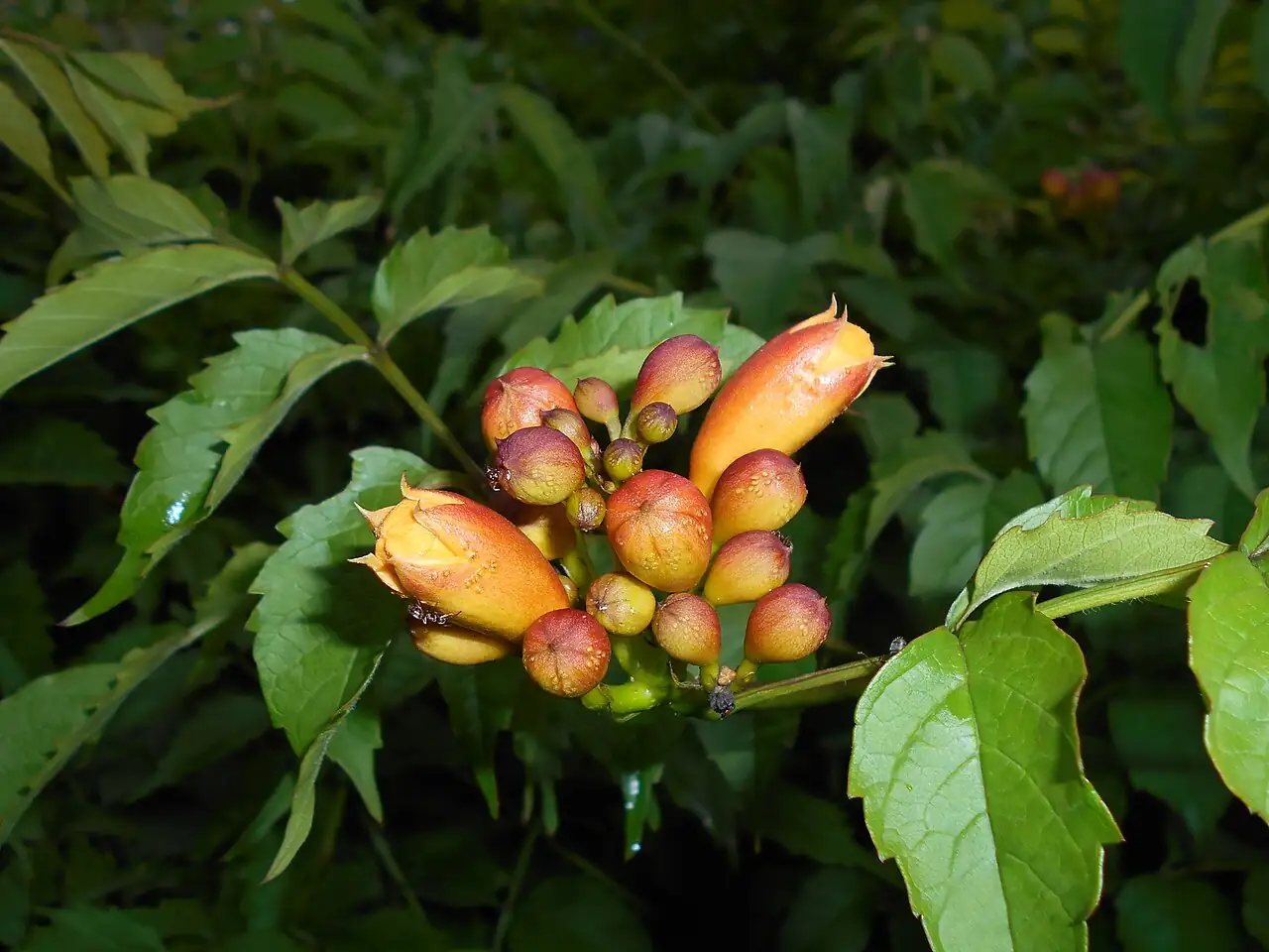 美国凌霄 (Campsis radicans) — 环境展示
